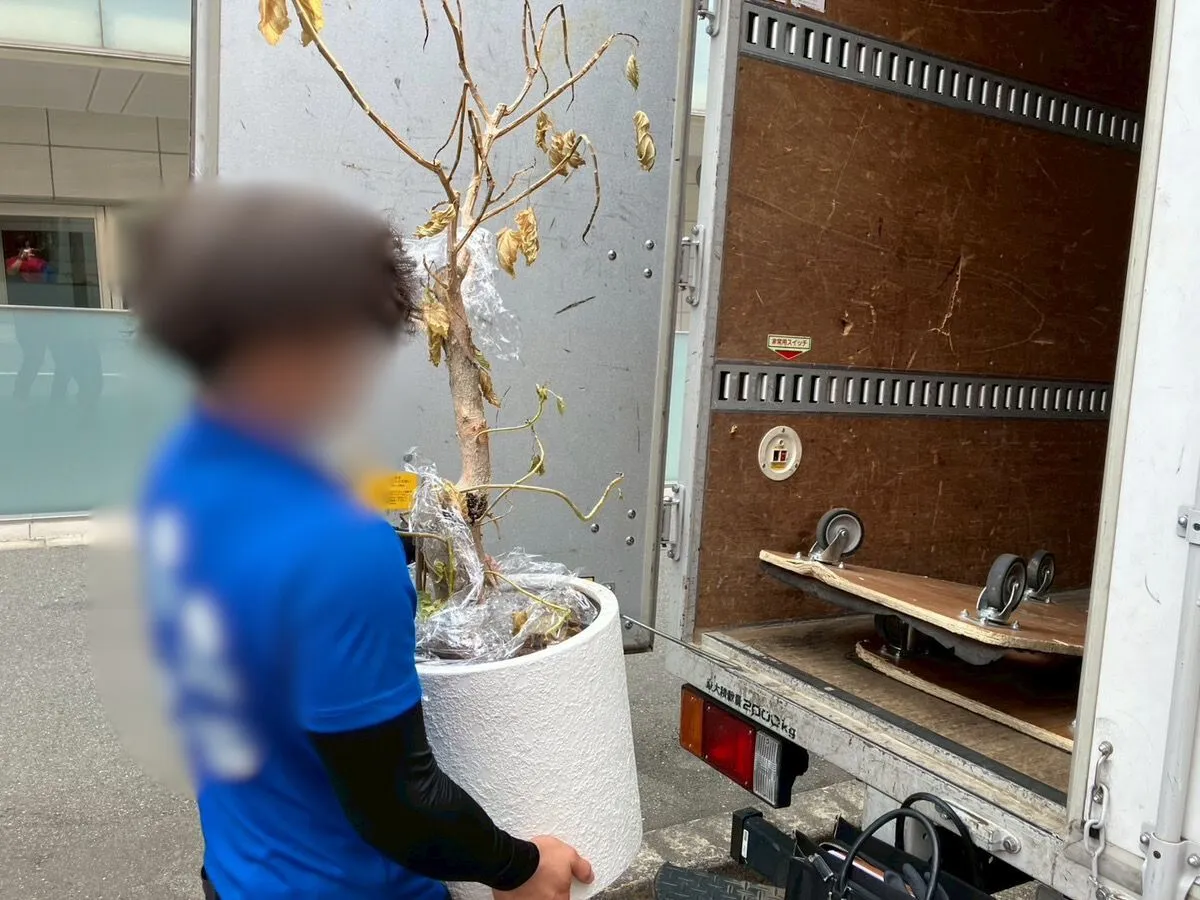 「2Kのアパートから観葉植物を回収させていただきました」作業写真