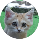 かおし太郎 profile picture